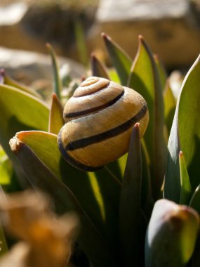 Bahçe Bitkisi Kabuklu Gastropod 'da Kara Salyangozu (Cepaea nemoralis), Karasal Akciğer Gastropodu