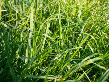 Taze Yeşil Çimen Bıçakları Çim ya da Saha Bitkilerinin Dik Doğa Dokusunu Kapalı Tutar