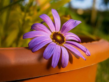 Kuğu Nehri Daisy (Brachyscome iberidifolia), Aster Cordifolius, İdeal Schleier-Aster in Pot Purple Flower Native to Australia