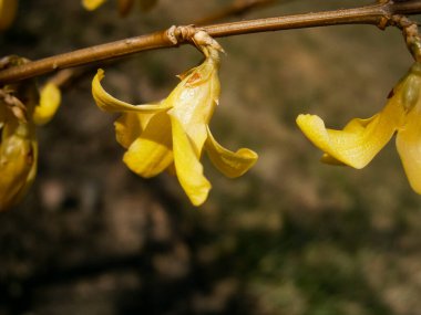 Sarı Forsythia, Oleaceae Çiçekleri Twig 'in üzerinde açan Bahar Başı Macro
