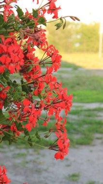 Balkon Çiçek Kutusunda Canlı Kırmızı Sarmaşık Bırakılmış Sardunyalar Yaz Çiçeği Pelargonyum Peltatum