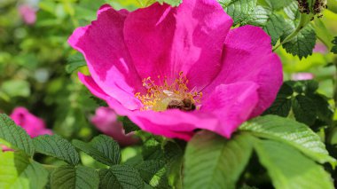 Yaz Bahçesi Rosaceae Aile Çiçeği 'nde Pembe Plaj Gülü Çiçeği (Rosa Rugosa)
