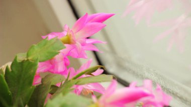 Schlumbergera Truncata Noel Kaktüsü, Pembe Çiçekli Kaktaceae Salon Çiçekleri Sulu