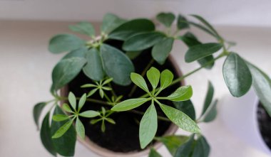 Pot Heptapleurum Arboricola 'daki Schefflera Arboricola Ev Bitkisi, Araliaceae Pencere kenarındaki Yeşil Şemsiye Ağacı