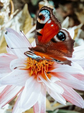 Pembe Çiçek Macro Nymphalidae 'de Tavuskuşu Kelebeği (Aglais io), Bahçede Lepidoptera