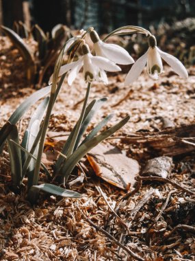 Kar Damlası Çiçeği Galanthus Nivalis Baharın Başları Bahçesinde Çiçek açıyor