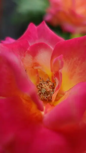 Canlı Pembe ve Sarı Gül 'ün Yakın Çekimi Gün Işığı Macro Çiçek Detaylarında Çiçek Açıyor