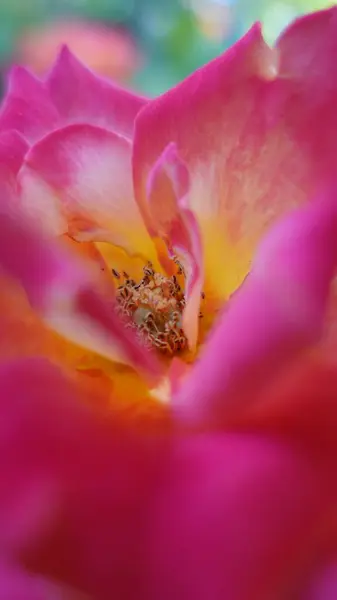 Canlı Pembe ve Sarı Gül 'ün Yakın Çekimi Gün Işığı Macro Çiçek Detaylarında Çiçek Açıyor