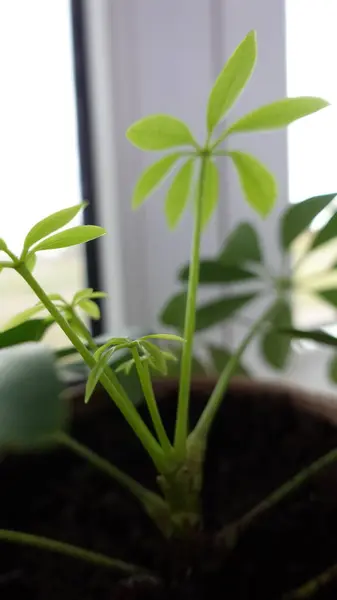Pot Heptapleurum Arboricola 'daki Schefflera Arboricola Ev Bitkisi, Araliaceae Pencere kenarındaki Yeşil Şemsiye Ağacı