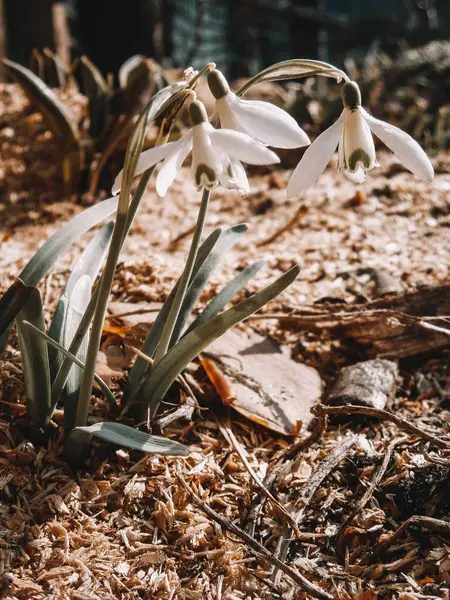 Kar Damlası Çiçeği Galanthus Nivalis Baharın Başları Bahçesinde Çiçek açıyor