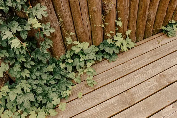 Tırmanan Yeşil Sarmaşık ve Dikey Çit Planklarıyla Tahta Güverte Köşesi