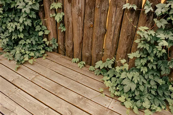 Tırmanan Yeşil Sarmaşık ve Dikey Çit Planklarıyla Tahta Güverte Köşesi