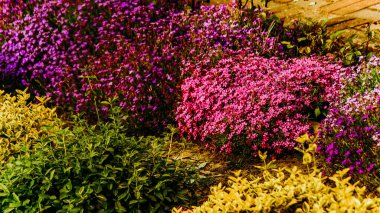 Mor, Pembe ve Sarı Aubrieta Çiçekli Çok Renkli Çiçek Bahçesi