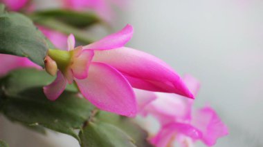 Schlumbergera Truncata Noel Kaktüsü, Pembe Çiçekli Kaktaceae Salon Çiçekleri Sulu