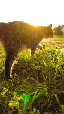 Doğa ve Çevre Kampanyaları için Günbatımı Vahşi Yaşam Sahnesi 'nde Kedi Yürüyüşü