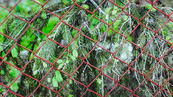 Yeşil Orman Bitkisi Doğal Kamuflaj Efektiyle Kırmızı Ağ 'da Yakalandı