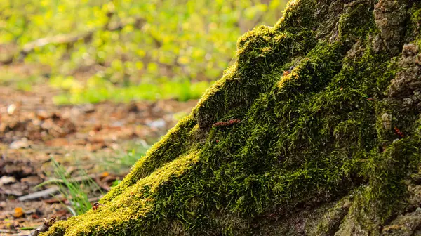 Lush Forest Ekoloji ve Çevre Koruma Doğa Sahnesi 'ndeki Yosun Kaplamalı Ağaç Üssü