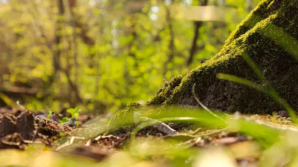 Yosun ve Ağaçlarla Düşük Açı Orman Alanı Çekimi Ekolojik Farkındalık ve İklim Değişikliği