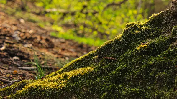 Ormandaki Ağaçların Köklerinde Güneş Işığı Altında Yosun Büyüyor Ormanda Çevre ve İklim Değişikliği