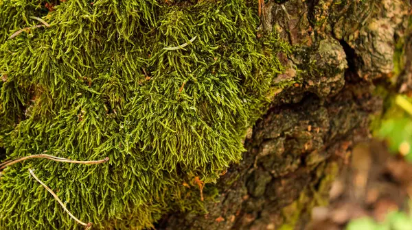 Ekolojik Ormanların Korunması İçin Kalın Yosun Çevre Kampanyalarıyla Kaplanmış Ağaç Kabuğu Kapalı