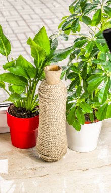 Kapalı Salon Ahşap Şişe Dekorasyonu Bahçe Bitkileri Arasında Kavanço Halatına Sarılı