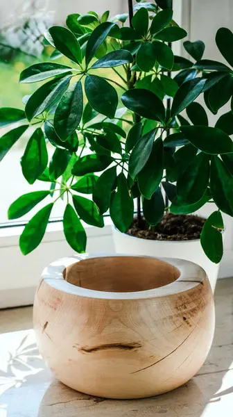 Rustik Bitki Görünümü için Düz Bitiş ve Tahıl Detaylı Yuvarlak Tahta Saksı