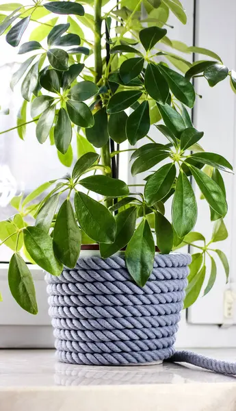 Ev Bitkisi ile Gri İp Sepeti - Ev Dekorasyonu İçin Çevre dostu El Sandığı