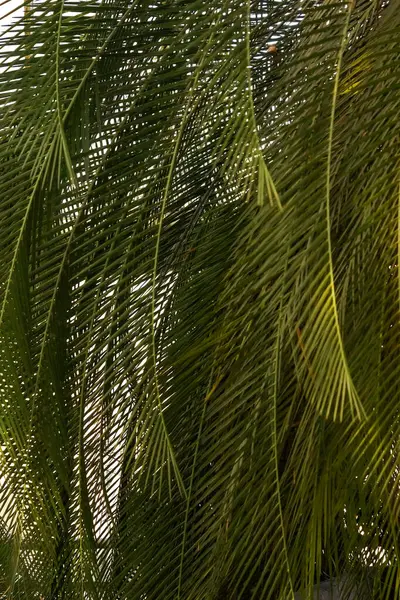 Güneş Işığında Tropik Palmiye Yaprakları - Seyahat ve Ekoloji Konseptleri İçin Egzotik Yeşil Yapraklar