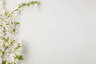 Metin ve ürünler için alanı olan gri beton bir yüzeyde beyaz kiraz çiçekleri açar.