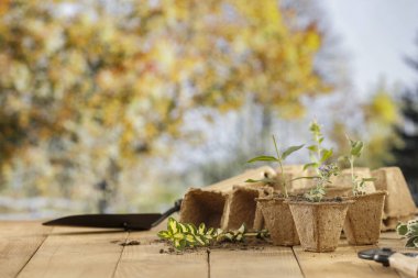 Yeşil tarla arka planına sahip ahşap bir masada fidanlar için küçük saksılar. Ürünler ve araçlar için alanı kopyala. Bahçe aletleri ve sonbahar bahçe çalışma zamanı.