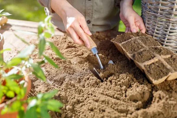 Bahçedeki toprağa çiçek eken kadın, yakın plan. Bahçe işleri ve kadın elleri bitki nakli. Bahçedeki tohumlar. Ilık bir sonbahar güneşli bir günde sonbahar bahçıvanlığı.