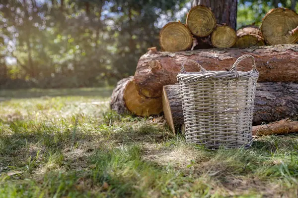 Çimlere boş hasır sepet ve ormanda kesilmiş ağaç kütükleri..