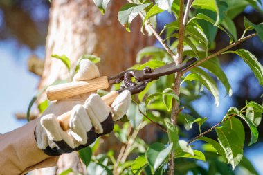 Bahçıvan elleri bahçe eldivenleriyle ağaçları bahçe makasıyla buduyor. Sonbahar sıcacık ve güneşli bir gün ve bahçeyi düzenliyor..
