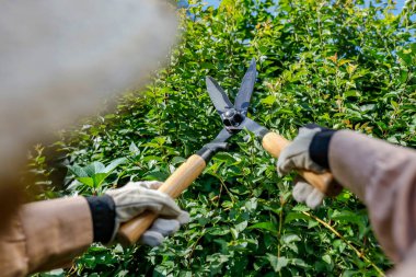 Bahçıvan elleri bahçe eldivenleriyle ağaçları bahçe makasıyla buduyor. Sonbahar sıcacık ve güneşli bir gün ve bahçeyi düzenliyor..