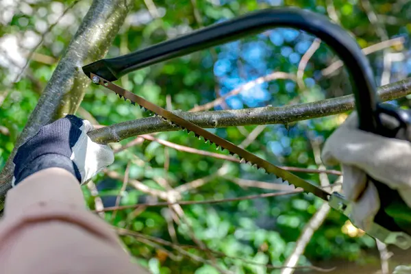 stock image Gardener pruning a tree with a trimmer. Selective focus. Nature. Hands in work gloves cutting tree branches with a handheld garden saw and pruning of trees in the garden. Autumn gardening on sunny warm day.