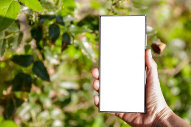 Açık ekran ve boş ekranlı akıllı telefon. Doğal yeşil bahçe arka planında güpegündüz çimen ve doğal yapraklarla yazı yazmak için yer var. Boşluğu kopyala.