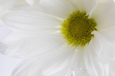 beyaz papatya yakın çekim makro arkaplanı