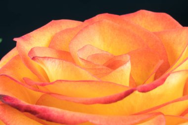 orangutan gülü yakın plan makro arkaplan