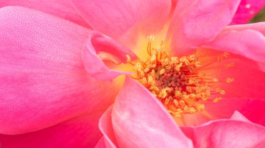 Pembe gül yakın çekim makro arkaplanı