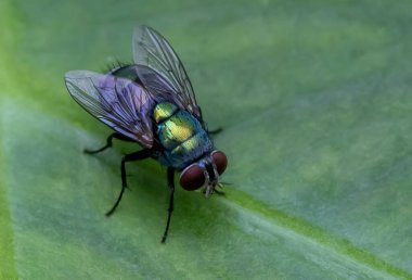 Ev Sineği, Et Sineği veya Et Sineği Sarcophagidae Parazit Böcek Böceği Yeşil yapraklar üzerinde.