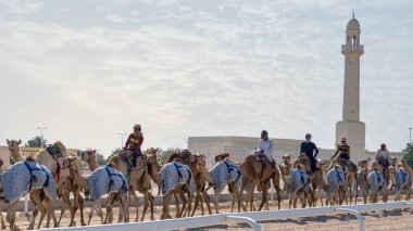 Al Shahaniya, Doha, Katar - Ekim 03.2023: deve bakıcıları, önümüzdeki kış yarışına hazırlanmak için Al Shahaniya pistindeki develeri eğitip koşullandırıyorlar..