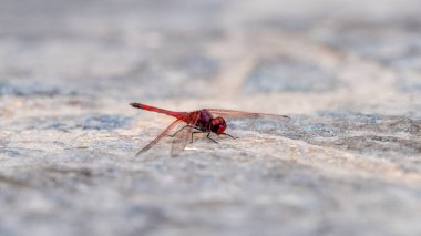 Salalah, Oman... 11 Kasım 2023 Kızıl Yusufçuk, Salalah 'taki Sympetrum Sanguineum, Umman..