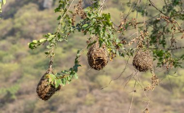 Salalah, Oman... 11 Kasım 2023 Baya Weaver kuş yuvası bir ağaçta asılı.