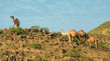 Salalah, Oman... 11 Kasım 2023 'te büyüleyici Zufar bölgesinde bulunan Salalah' ta develerin serbestçe dolaşması bölgenin kendine özgü cazibesine katkıda bulunur.