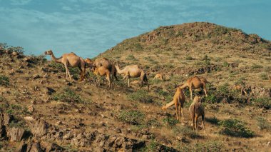 Salalah, Oman... 11 Kasım 2023 'te büyüleyici Zufar bölgesinde bulunan Salalah' ta develerin serbestçe dolaşması bölgenin kendine özgü cazibesine katkıda bulunur.