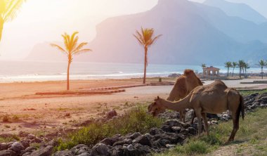 Salalah, Oman... 11 Kasım 2023 'te büyüleyici Zufar bölgesinde bulunan Salalah' ta develerin serbestçe dolaşması bölgenin kendine özgü cazibesine katkıda bulunur.