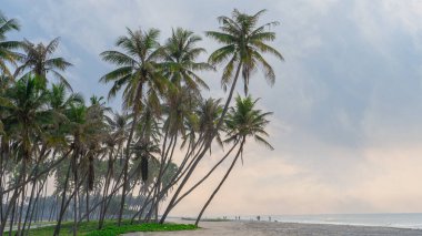 Güneş doğarken Salalah 'ta muhteşem bir kumsal Oman, resmen Umman Sultanı..