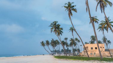 Haffa Sahili, Salalah- 12 Aralık 2023: Gün doğumunda Salalah 'ta muhteşem hindistan cevizi ağaçları, Umman Sultanı Umman..