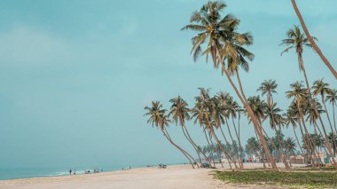 Haffa Sahili, Salalah- 12 Aralık 2023: Gün doğumunda Salalah 'ta muhteşem hindistan cevizi ağaçları, Umman Sultanı Umman..