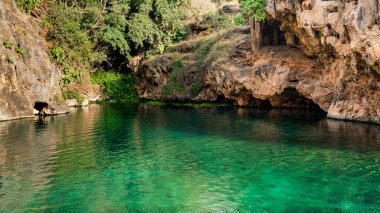 Ain Sahlanout, salalah, Oman Ain Sahlanout Umman Sultanlığı 'nda bulunan pitoresk bir su kaynağı.